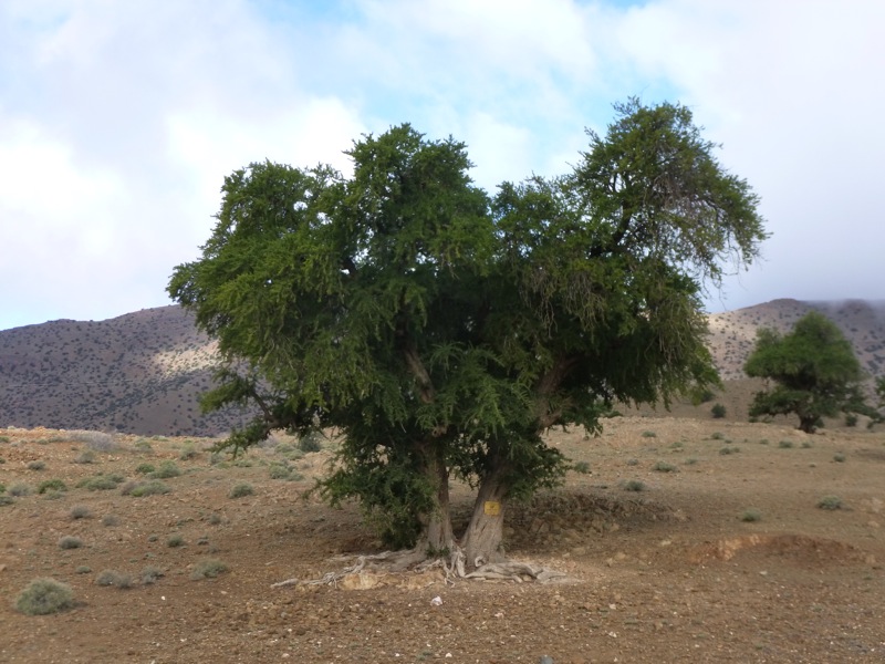 Route Tafraout-Amtoudi